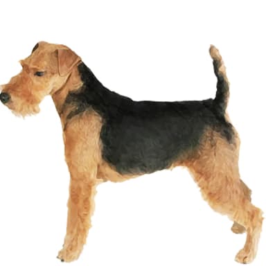 ウェルッシュ・テリア【セット検査】