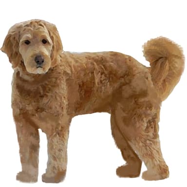 ゴールデンドゥードル【セット検査】