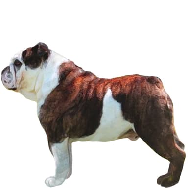 オーストラリアン・ブルドッグ（ミニチュア）【セット検査】