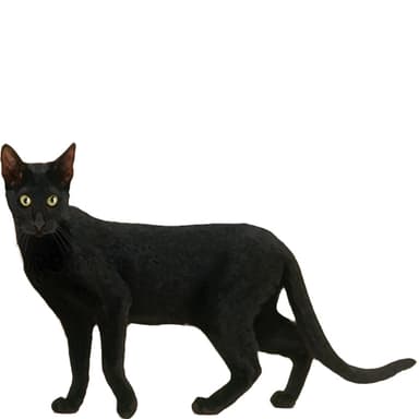 エジプシャン・ブラック【セット検査】