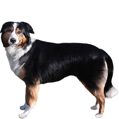 イングリッシュ・シェパード・ドッグ【セット検査】