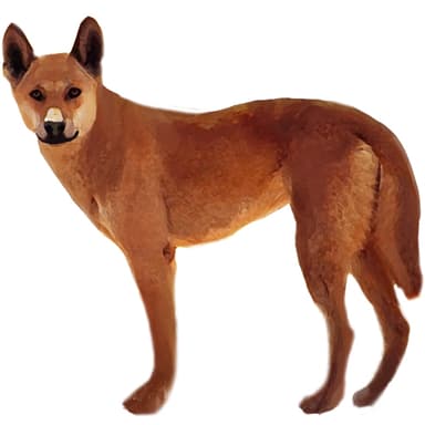 ディンゴ【セット検査】