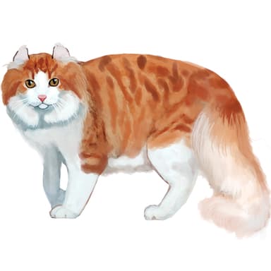 アメリカン・カール【単検査】