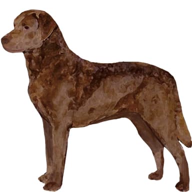 チェサピークベイレトリバー【単検査】