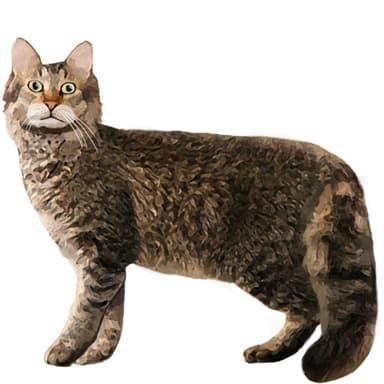 ラパーマ【セット検査】