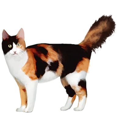 三毛猫（キャリコ）【単検査】