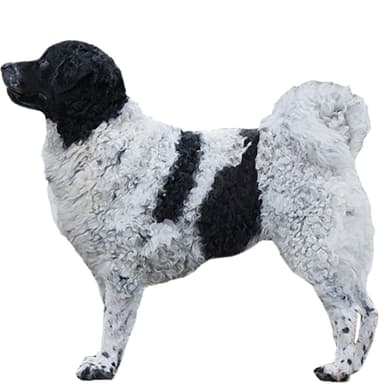 フリーシアンウォータードッグ／ヴェッターフーン【セット検査】