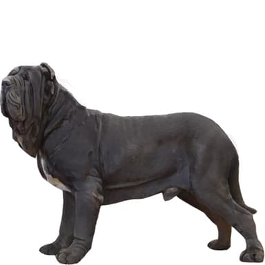 ナポリタン・マスティフ【セット検査】