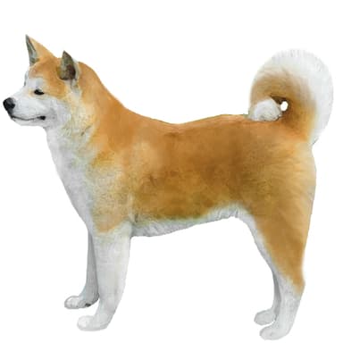 秋田犬【単検査】