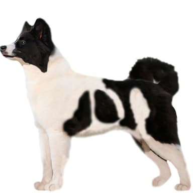 ヤクーチアン・ライカ【セット検査】