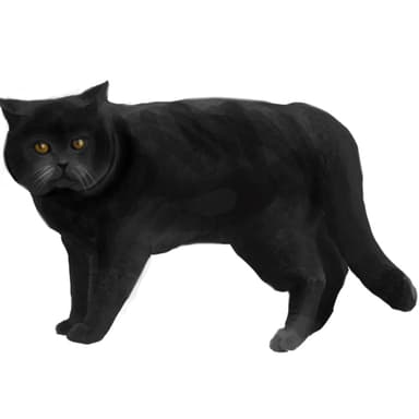 ブリティッシュ・ショートヘア（ブラックティプド）【単検査】