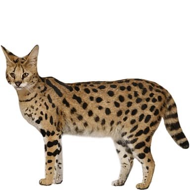 サバンナキャット【セット検査】