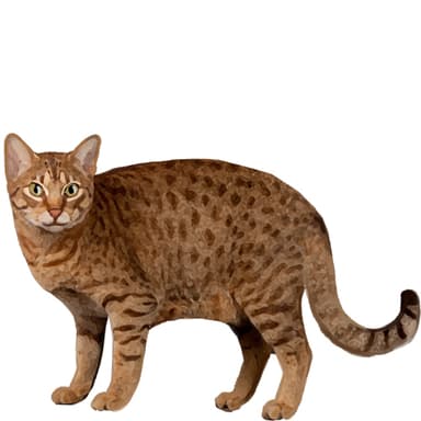 オシキャット【セット検査】