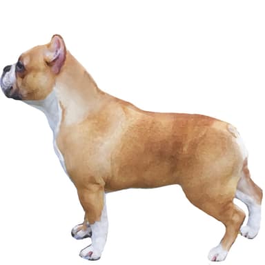 ショートブリー／アメリカンブリー【セット検査】