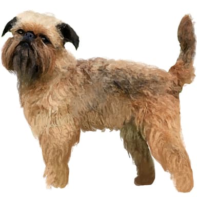 ブリュッセルグリフォン（スタンダード）【セット検査】