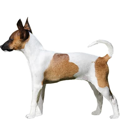 ラットテリア【セット検査】