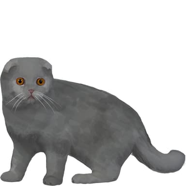 スコティッシュフォールド【セット検査】