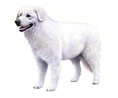 ハンガリアン・クーバース/ハンガリアンクヴァス【セット検査】