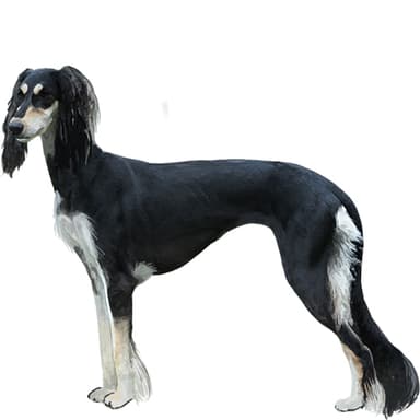 サルーキー【セット検査】