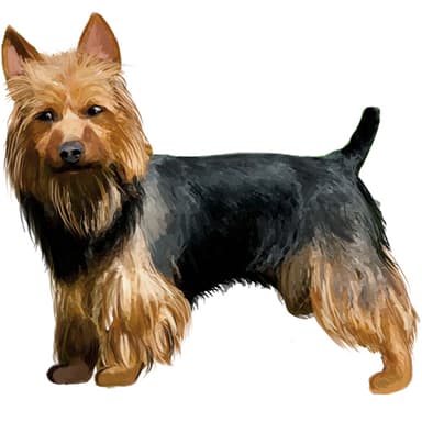 オーストラリアン・テリア【セット検査】