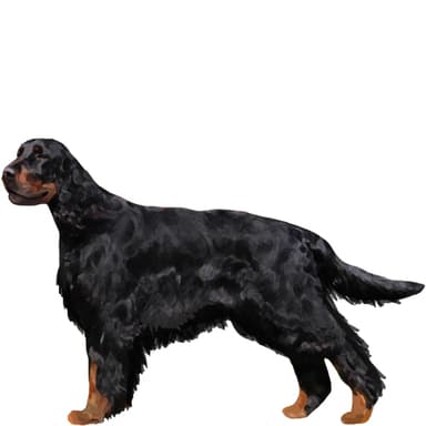 ゴードンセッター【セット検査】