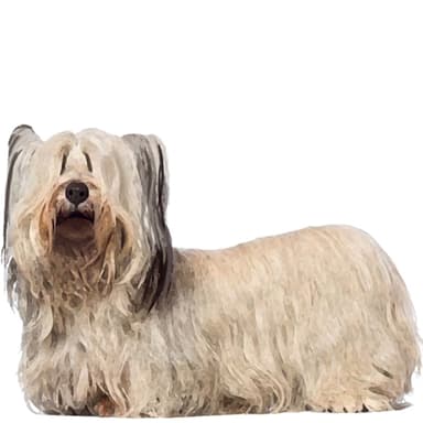 スカイ・テリア【セット検査】