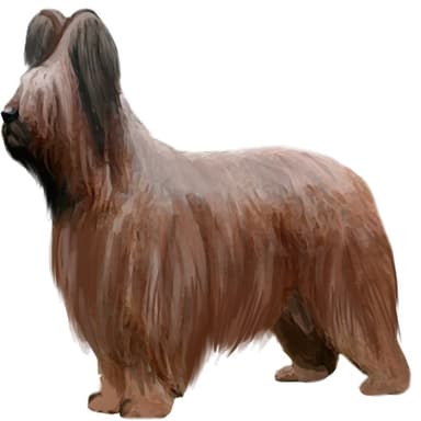 ブリアード【セット検査】