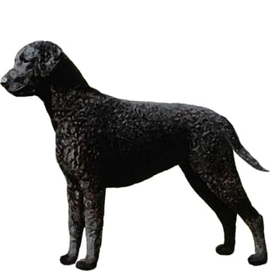 カーリーコーテッドレトリバー【セット検査】