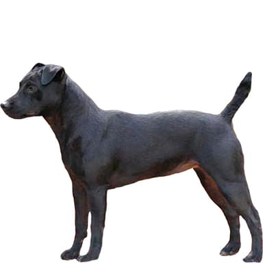 パタデール・テリア【セット検査】