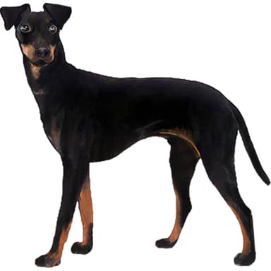 マンチェスターテリア【セット検査】