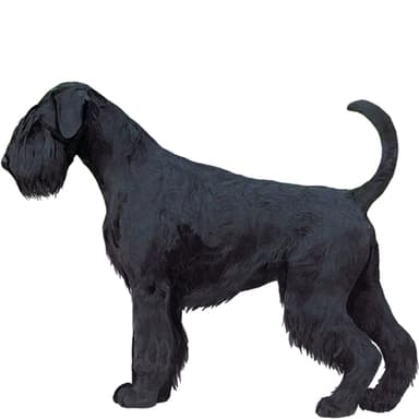 シュナウザー（スタンダード）【セット検査】