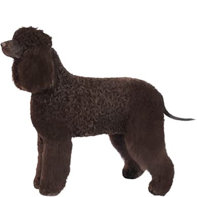 ウォーター・スパニエル【セット検査】