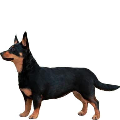 ランカシャーヒーラー【単検査】