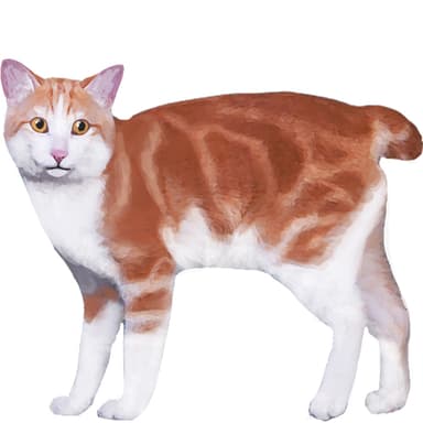 クリルアイランド・ボブテイル（ショートヘア）【セット検査】