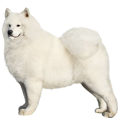 サモエド【単検査】