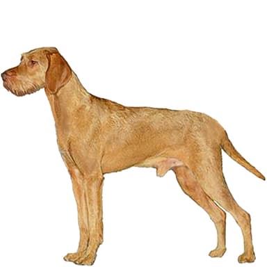 ヴィズラ （ワイアーヘアード）【セット検査】