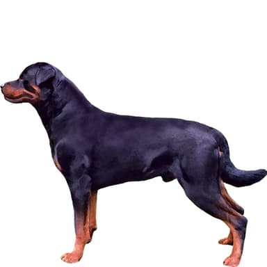 ロットワイラー【セット検査】