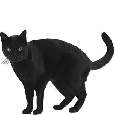 サイベリアン（ロシアンブラック）【セット検査】