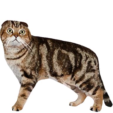 スコティッシュフォールド（ショートヘア）【セット検査】