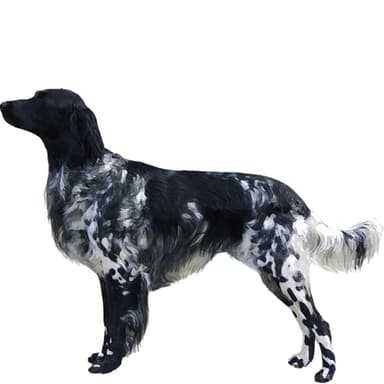 ミュンスターレンダー【セット検査】