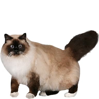 ヒマラヤン【セット検査】