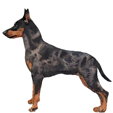 ハーレクイン・ピンシャー【セット検査】