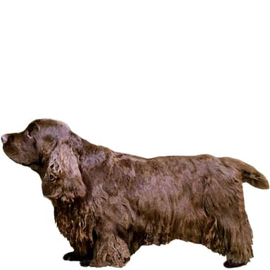 サセックス・スパニエル【セット検査】