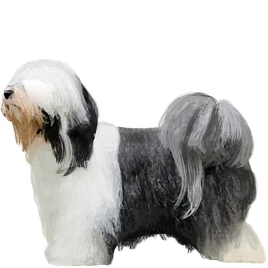 チベタン・テリア【セット検査】