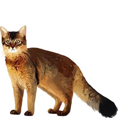 ソマリ【セット検査】