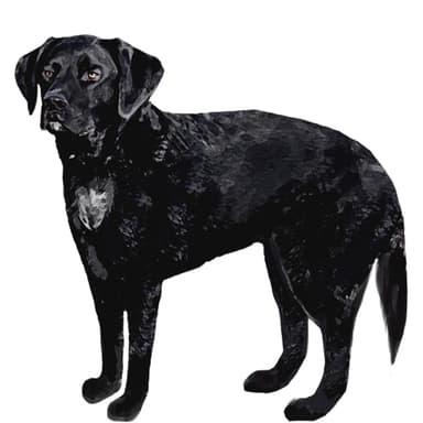 スプリンガドール【セット検査】