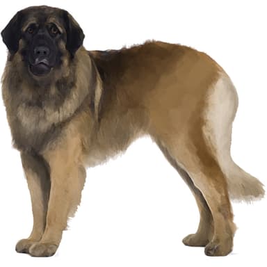 レオンベルガー【セット検査】