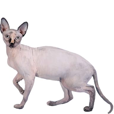 スフィンクス【セット検査】