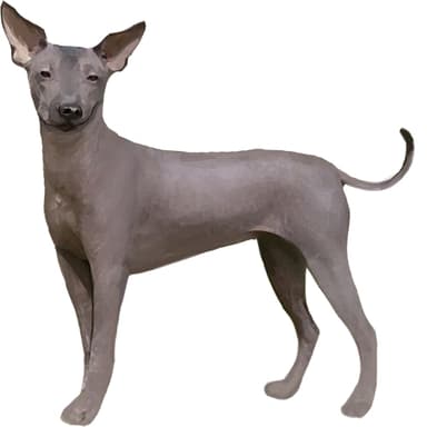 メキシカン・ヘアレス・ドッグ／ショロイッツクゥイントリ【セット検査】