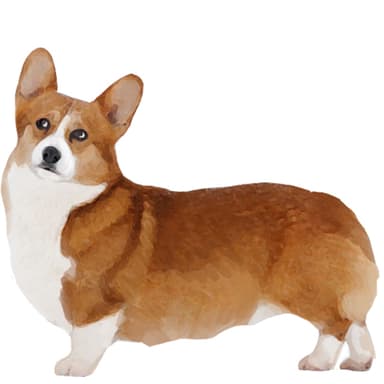 ウェルシュ・コーギー（ペンブローク）【セット検査】